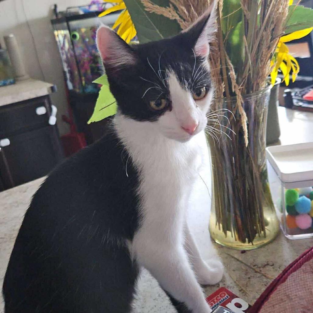 Proton, a Adoptable Domestic Short Hair image 3/3