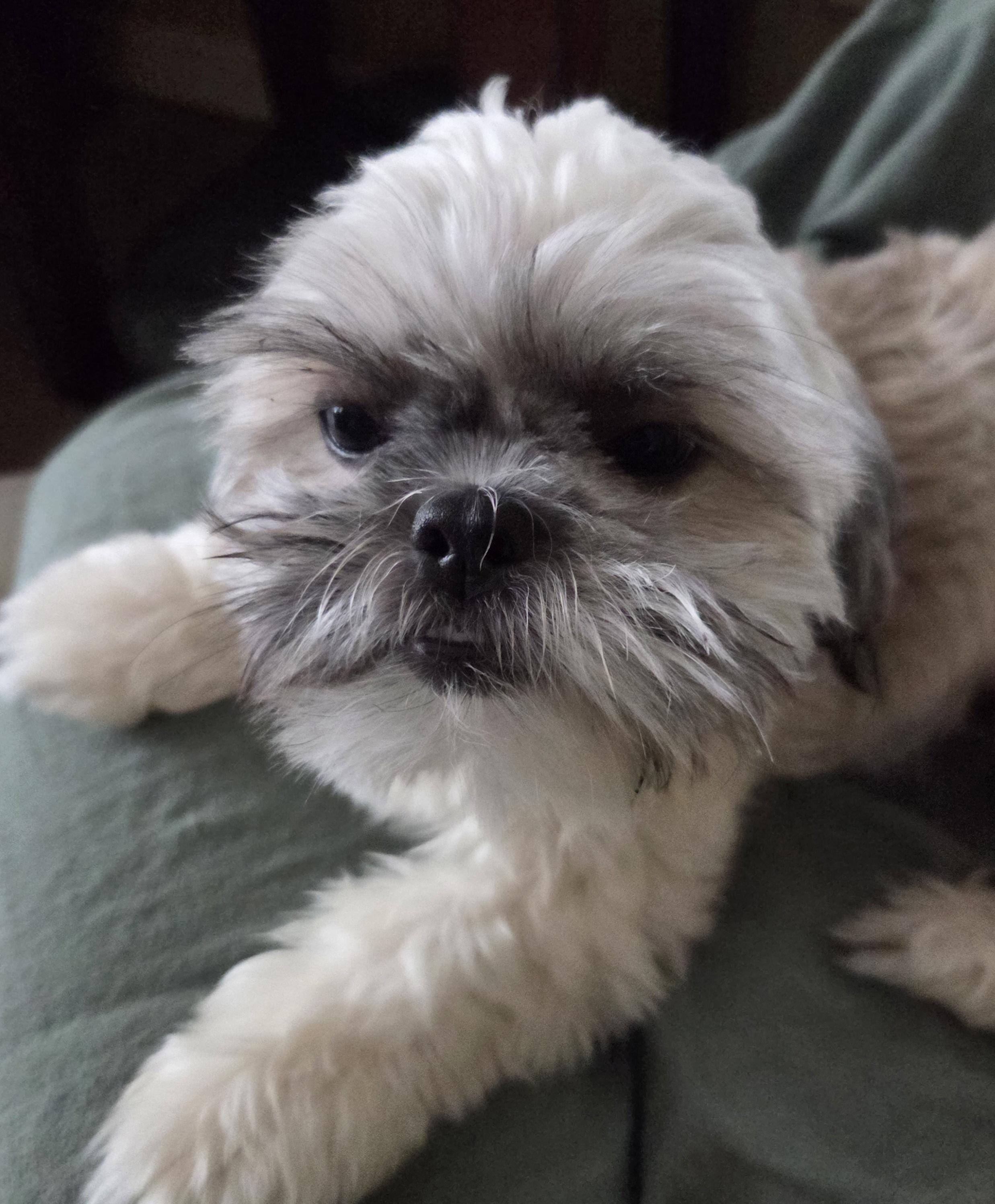 Apollo, adopted, Young Male Shih Tzu & Bichon Frise.