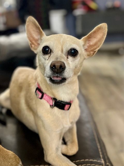 Snowflake, a Adoptable Chihuahua in Belleville, NJ image 1/4