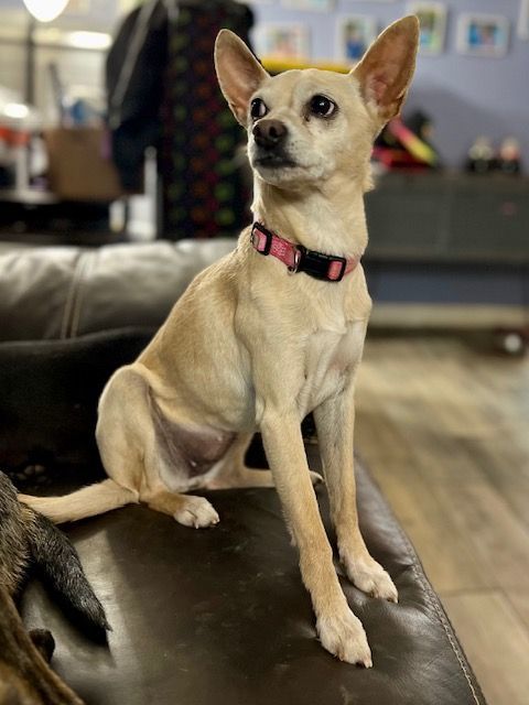 Snowflake, a Adoptable Chihuahua in Belleville, NJ image 2/4