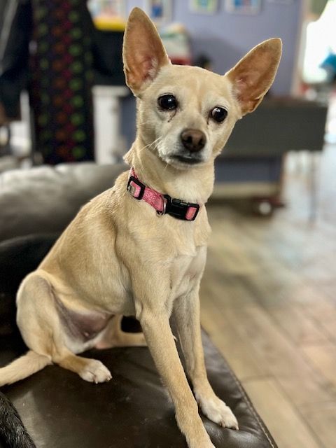 Snowflake, a Adoptable Chihuahua in Belleville, NJ image 3/4