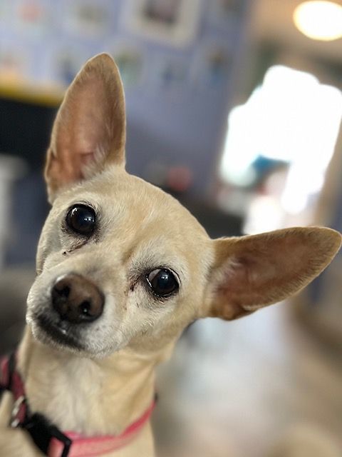 Snowflake, a Adoptable Chihuahua in Belleville, NJ image 4/4