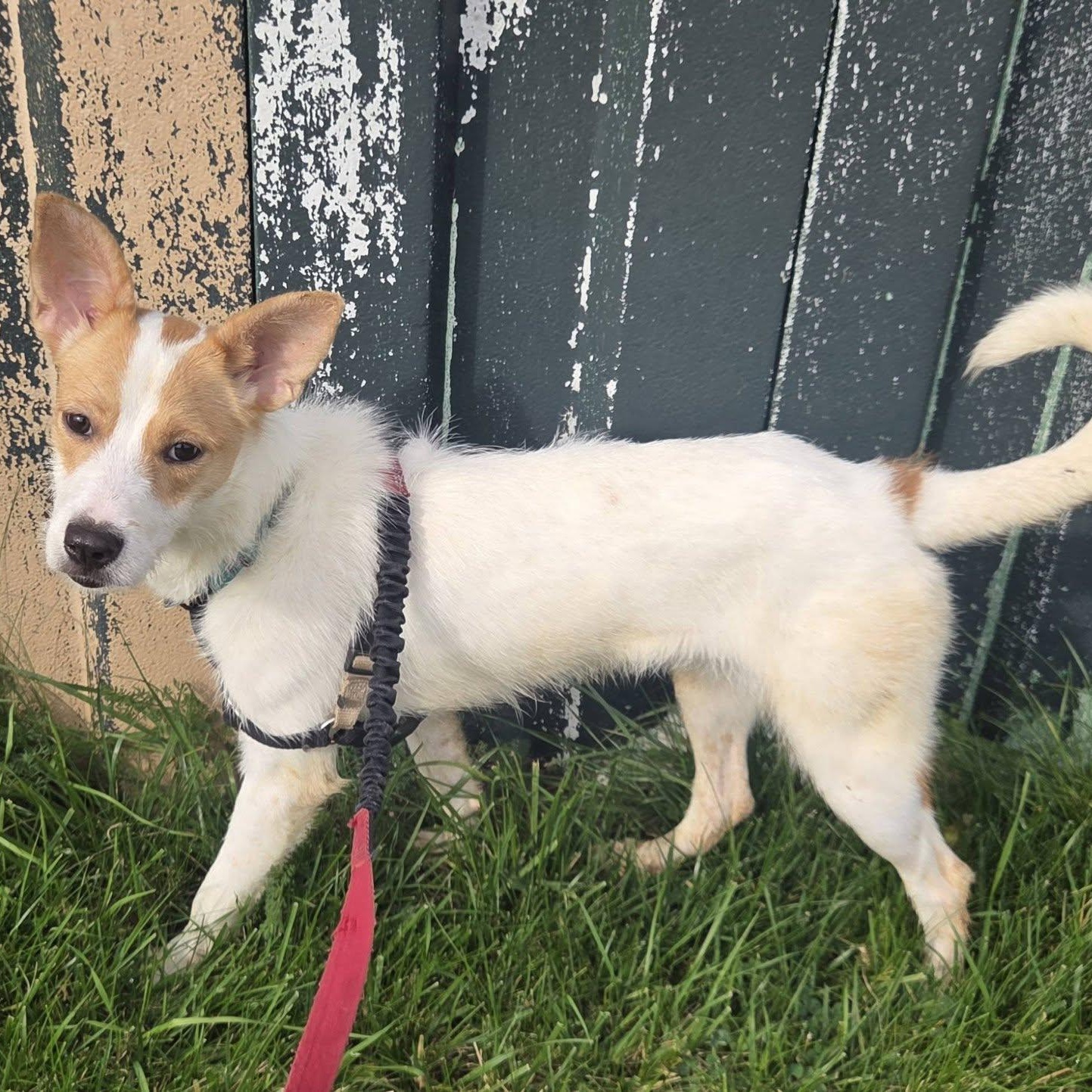 Enlarge Bella- Foster Home Needed, a Adoptable mixed breed in Hartland, WI image 4/6