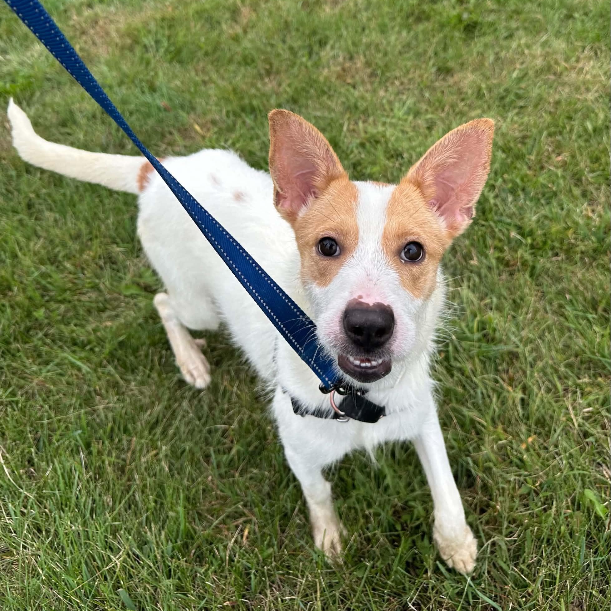 Enlarge Bella- Foster Home Needed, a Adoptable mixed breed in Hartland, WI image 3/6