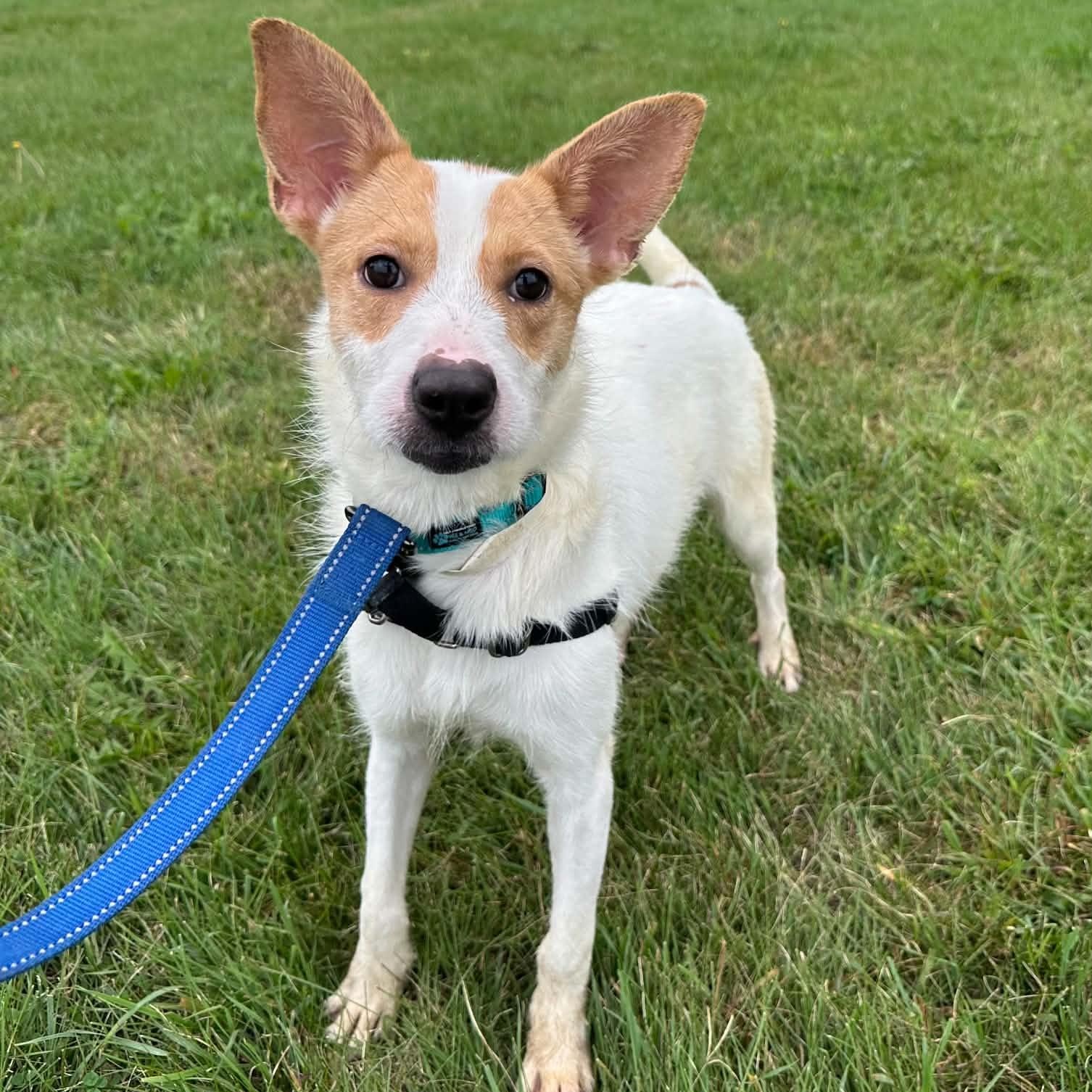 Bella- Foster Home Needed, Adoptable, Puppy Female Jack Russell Terrier.