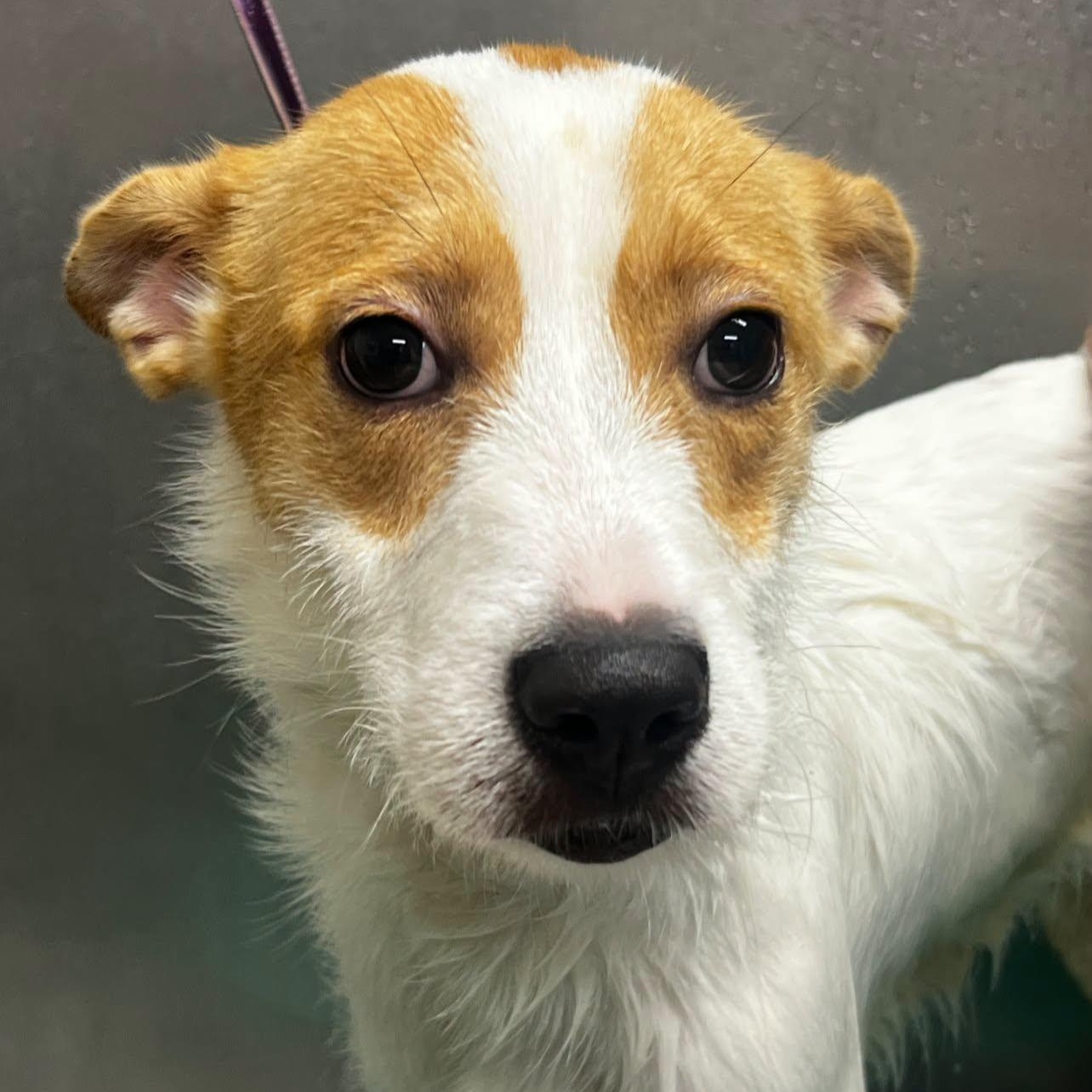 Enlarge Bella- Foster Home Needed, a Adoptable mixed breed in Hartland, WI image 5/6