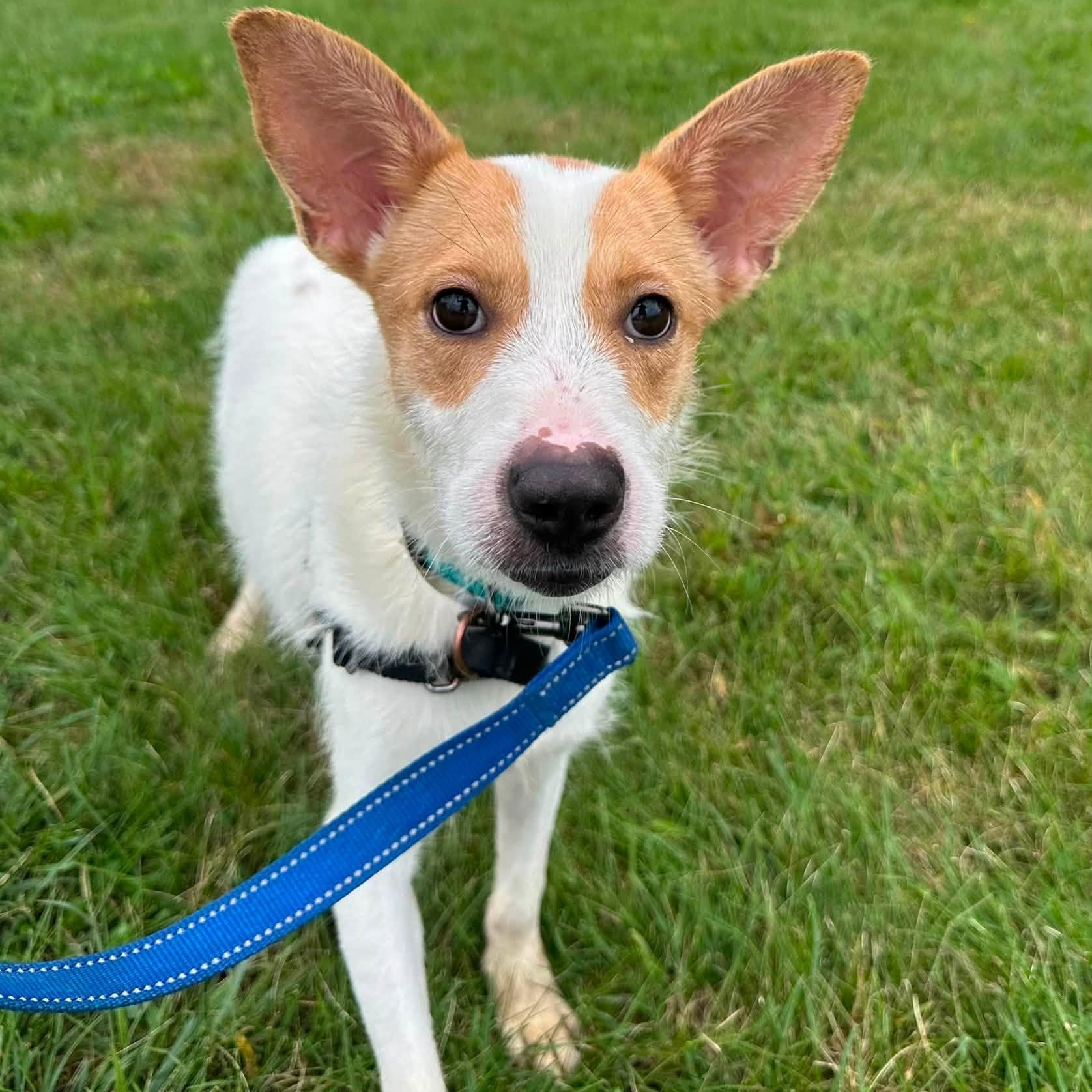 Enlarge Bella- Foster Home Needed, a Adoptable mixed breed in Hartland, WI image 2/6