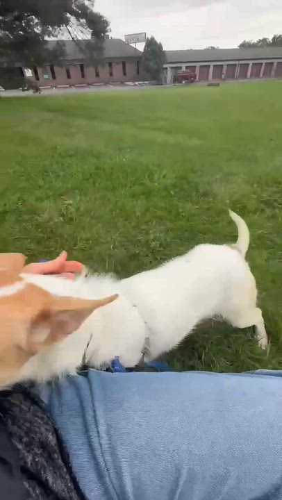 Enlarge Bella- Foster Home Needed, a Adoptable mixed breed in Hartland, WI video 6/6