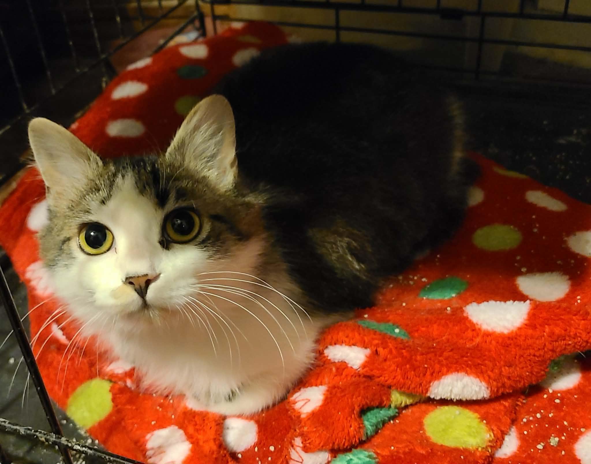 Stevie, ADOPTABLE, Young Female Domestic Medium Hair.