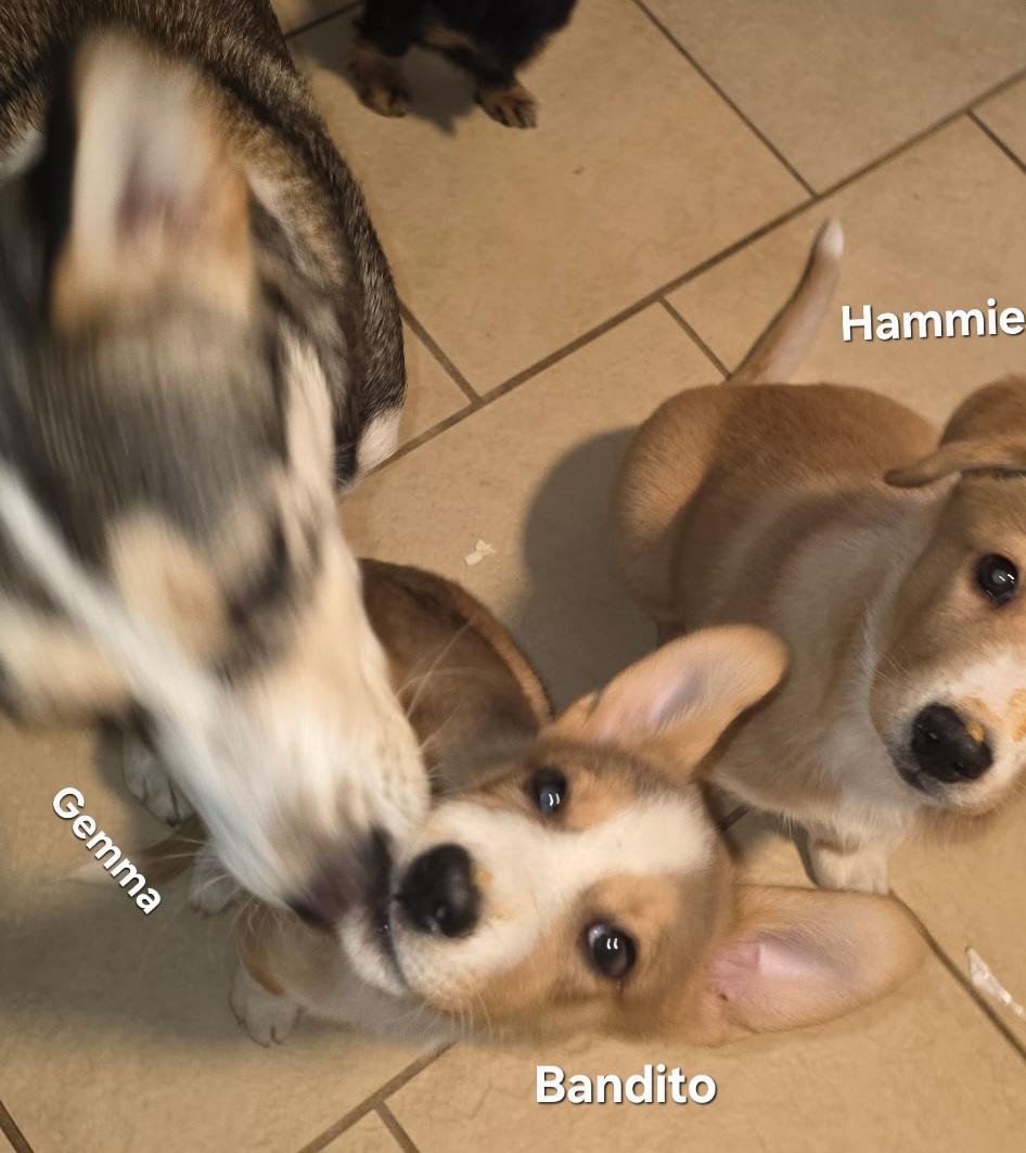 Enlarge Hamster aka Hammie, a ADOPTABLE mixed breed in Warren, RI image 6/6