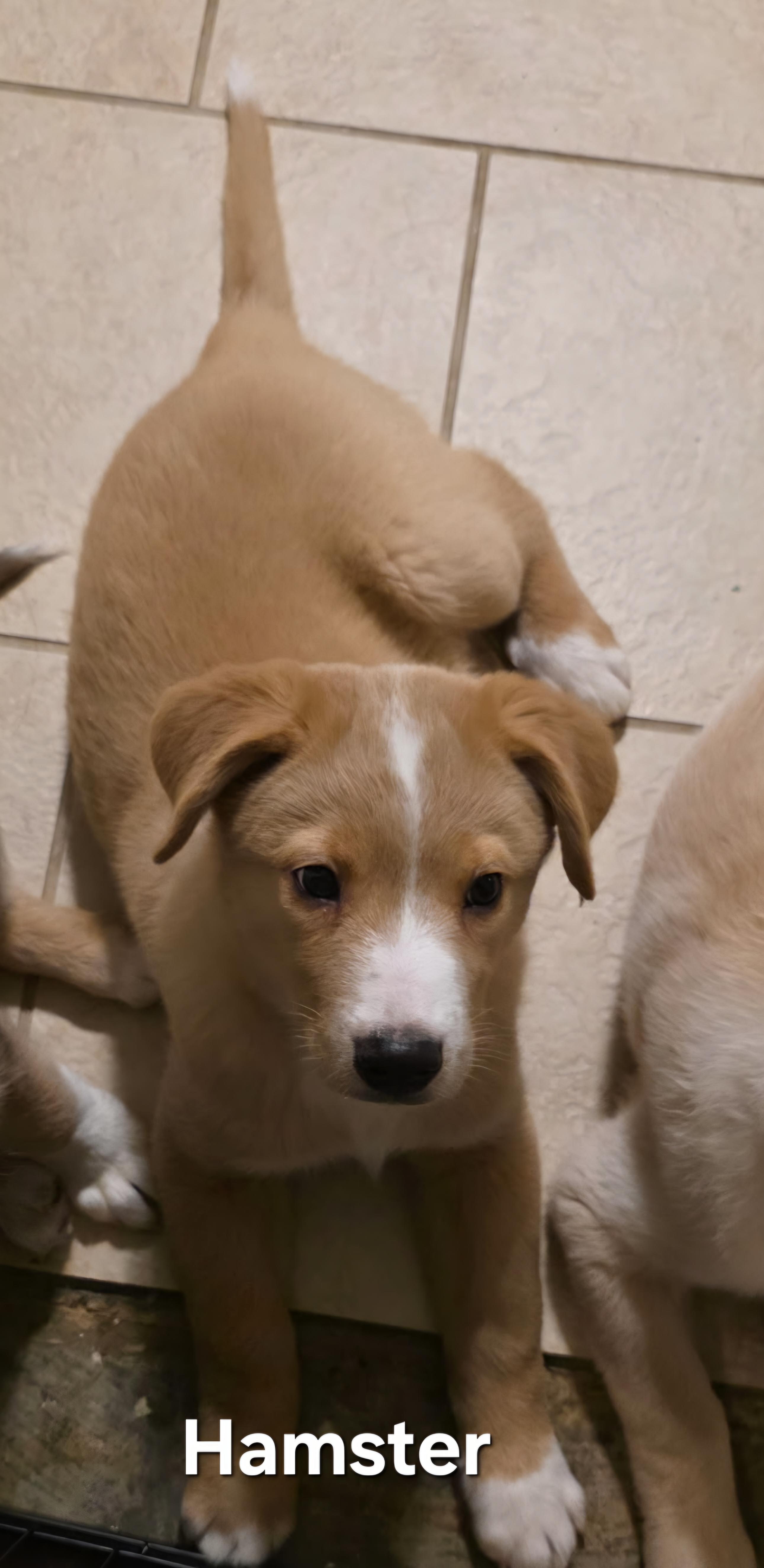 Enlarge Hamster aka Hammie, a ADOPTABLE mixed breed in Warren, RI image 3/6
