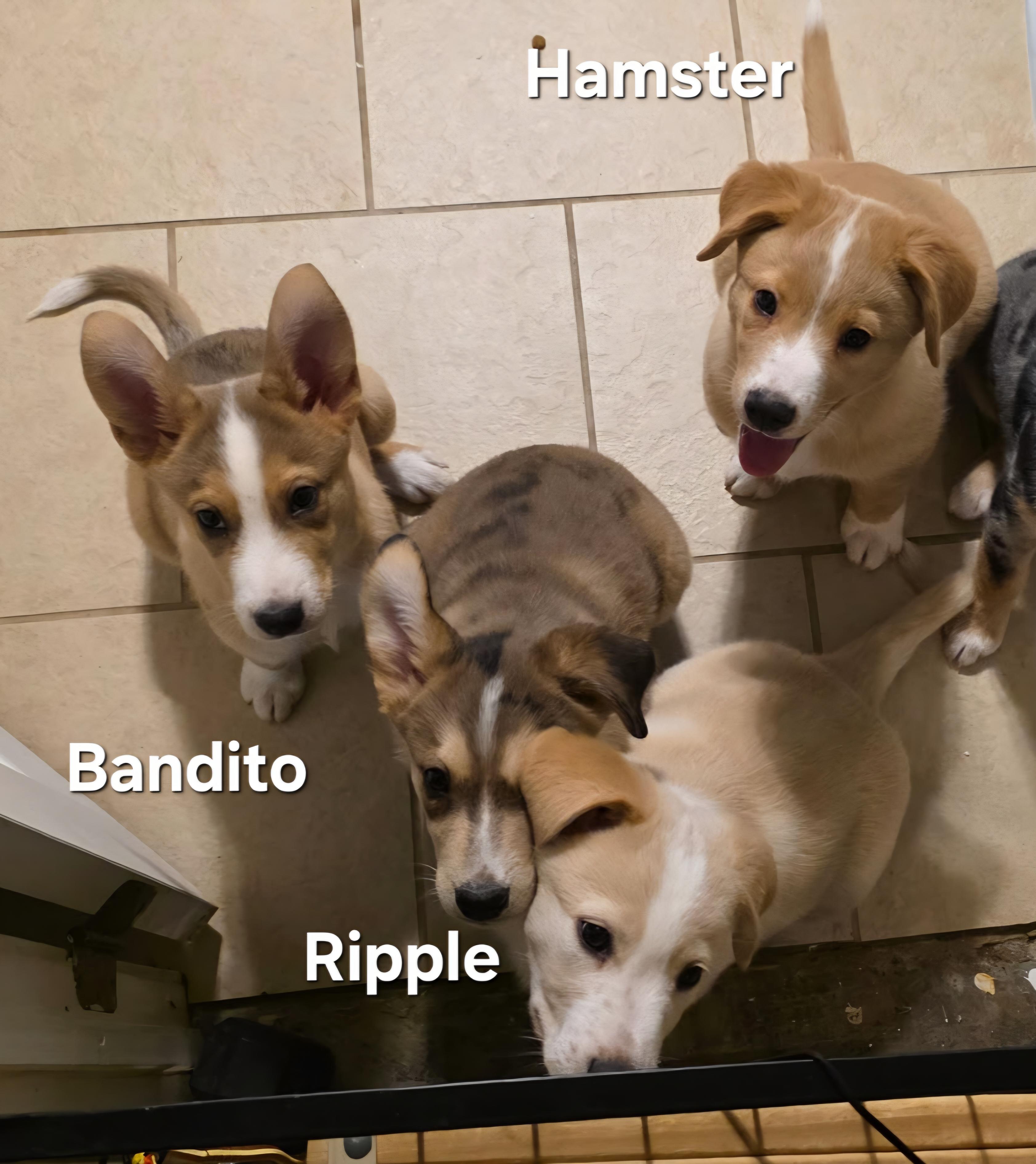 Enlarge Hamster aka Hammie, a ADOPTABLE mixed breed in Warren, RI image 5/6