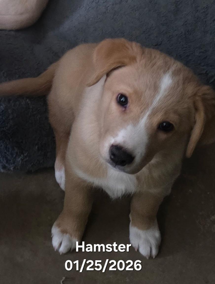 Hamster Aka Hammie thumbnail 6