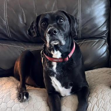 Enlarge Roger (Ranger), a Adoptable mixed breed in Louisville, KY image 1/6