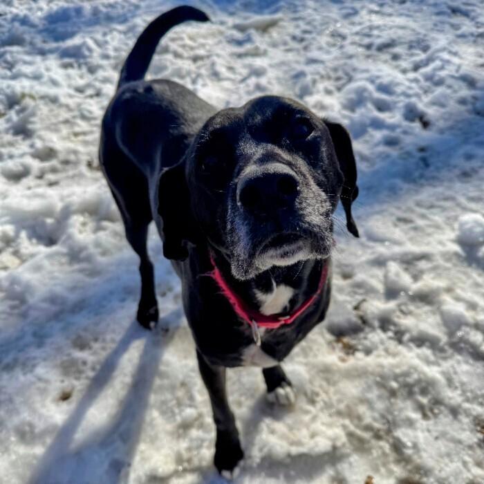 Enlarge Roger (Ranger), a Adoptable mixed breed in Louisville, KY image 2/6