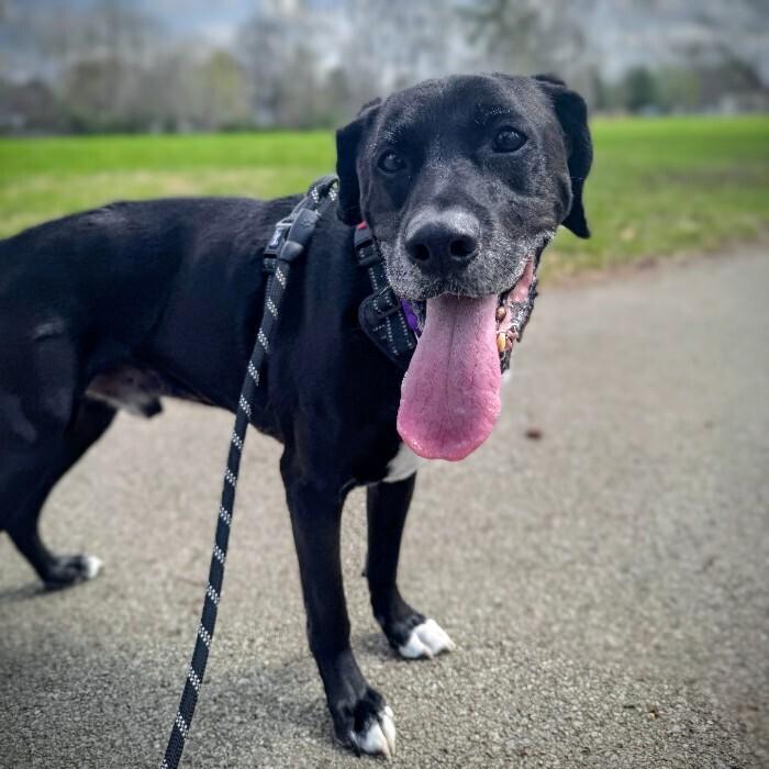 Roger #7193, Adoptable, Senior Male Labrador Retriever & Boxer.