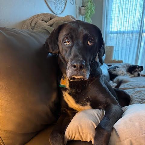 Enlarge Roger (Ranger), a Adoptable mixed breed in Louisville, KY image 3/6