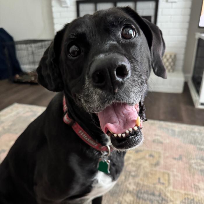 Enlarge Roger #7193, a Adoptable mixed breed in Louisville, KY image 2/6