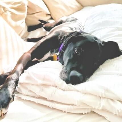 Roger #7193, Adoptable, Senior Male Labrador Retriever & Boxer.