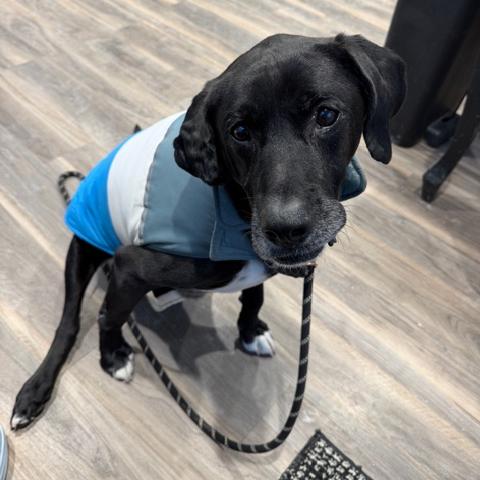 Enlarge Roger #7193, a Adoptable mixed breed in Louisville, KY image 2/6