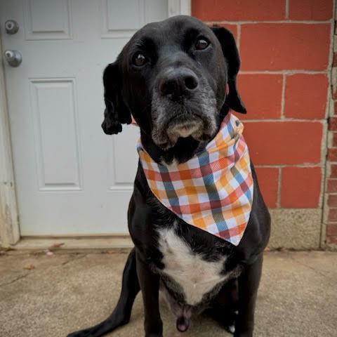 Enlarge Roger (Ranger), a Adoptable mixed breed in Louisville, KY image 4/6