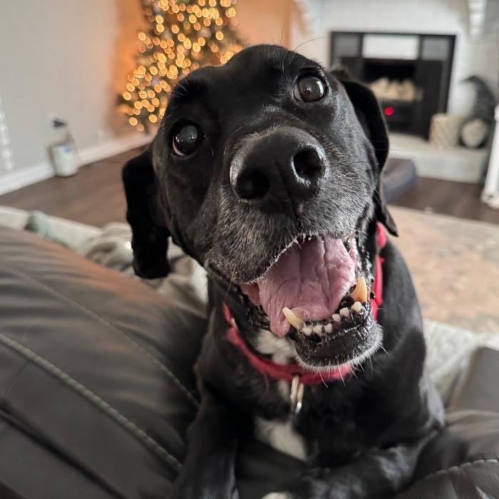 Enlarge Roger #7193, a Adoptable mixed breed in Louisville, KY image 5/6