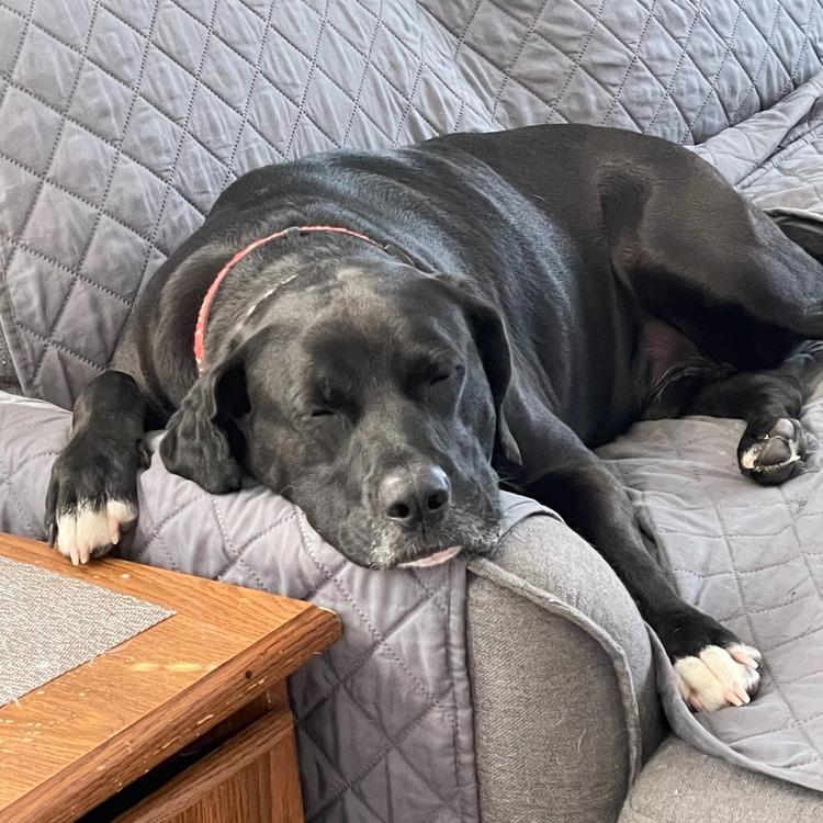 Enlarge Roger (Ranger), a Adoptable mixed breed in Louisville, KY image 5/6