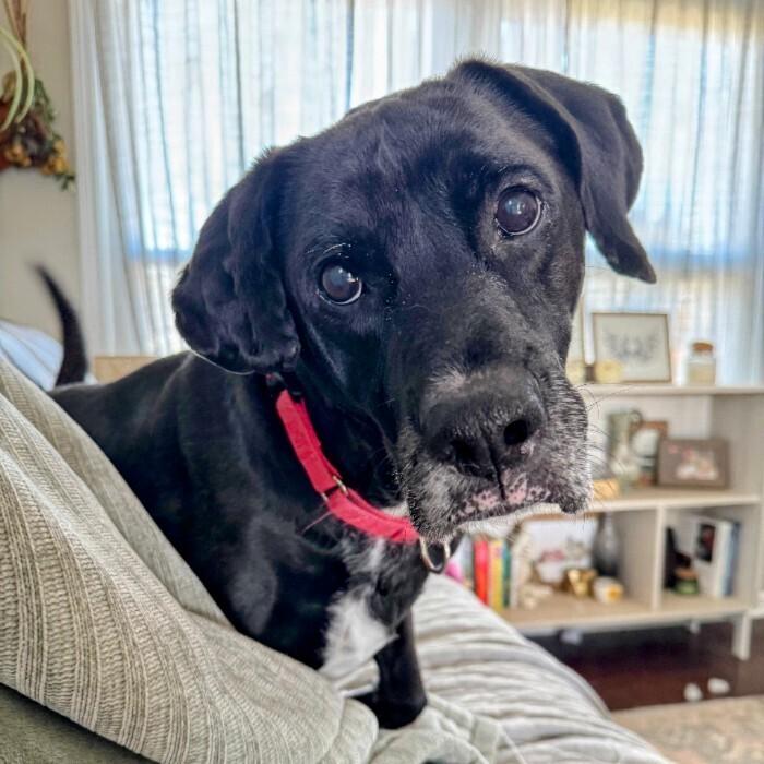 Enlarge Roger (Ranger), a Adoptable mixed breed in Louisville, KY image 6/6