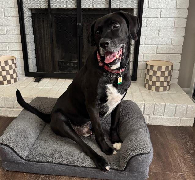 Enlarge Roger #7193, a Adoptable mixed breed in Louisville, KY image 6/6