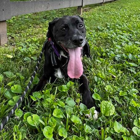 Enlarge Roger #7193, a Adoptable mixed breed in Louisville, KY image 6/6