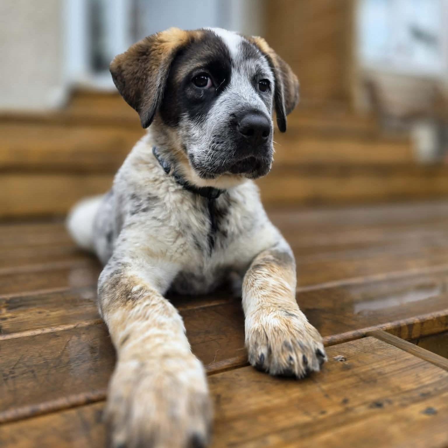 Enlarge Leilani, an adopted mixed breed in Edmonton, AB image 2/6