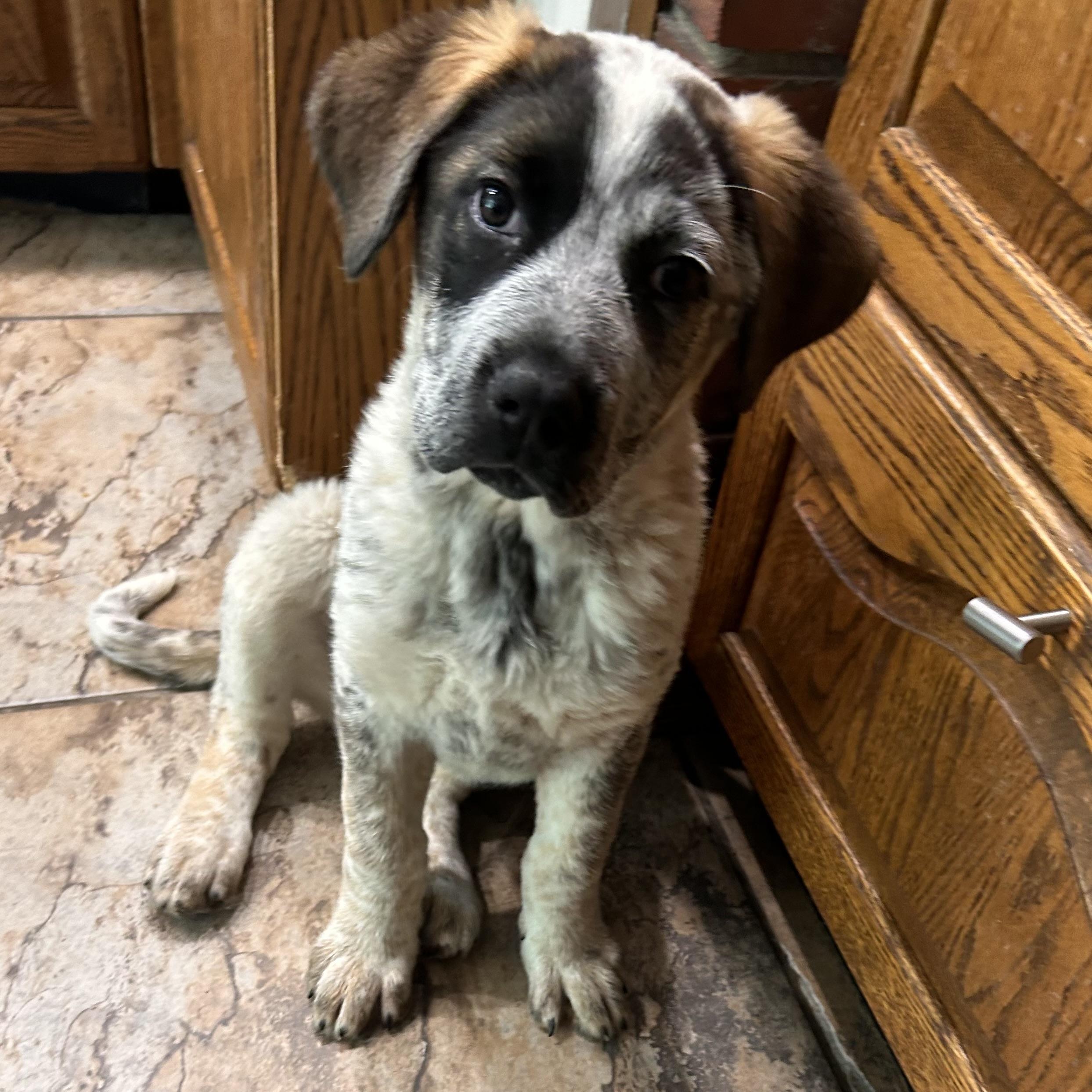 Enlarge Leilani, an adopted mixed breed in Edmonton, AB image 3/6