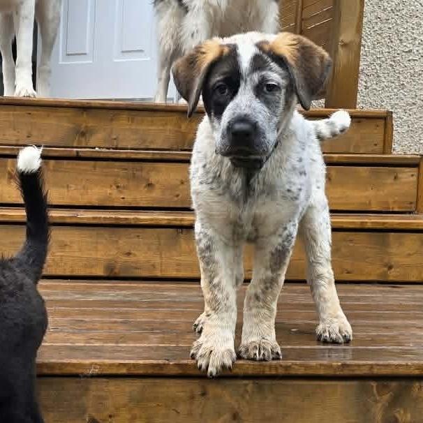 Enlarge Leilani, an adopted mixed breed in Edmonton, AB image 5/6