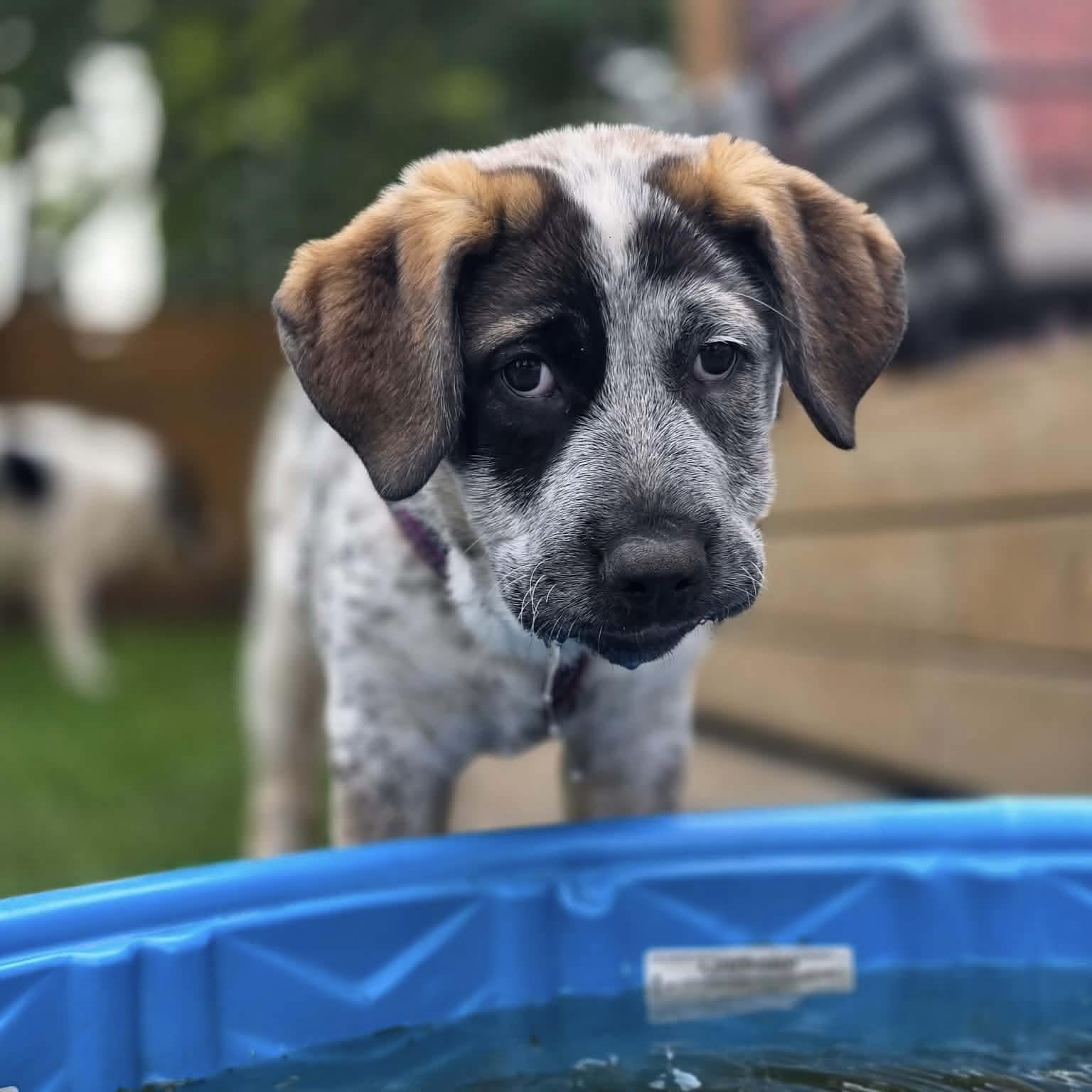 Enlarge Leilani, an adopted mixed breed in Edmonton, AB image 4/6