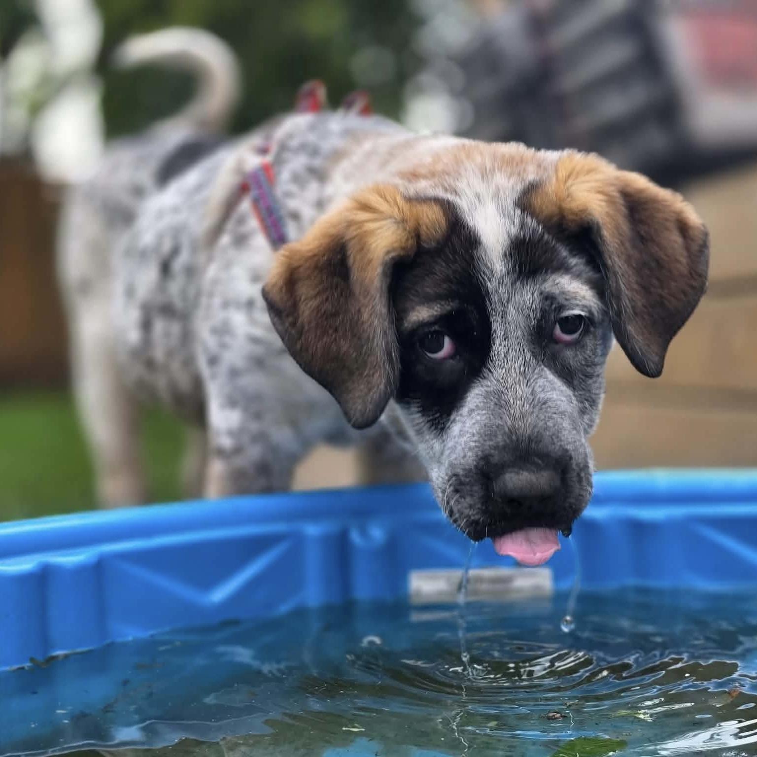 Leilani, adopted, Puppy Female Saint Bernard & German Shepherd Dog.