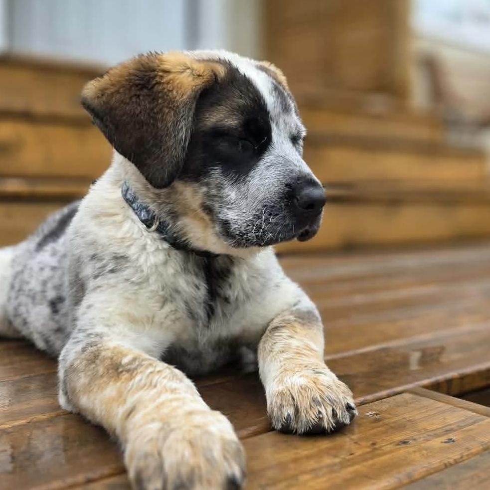Enlarge Leilani, an adopted mixed breed in Edmonton, AB image 6/6