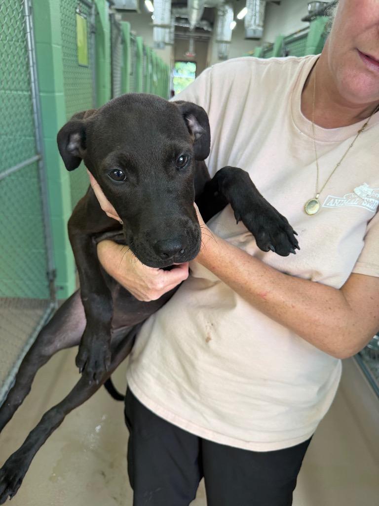 Turnipgreen, Adoptable, Puppy Female Labrador Retriever.