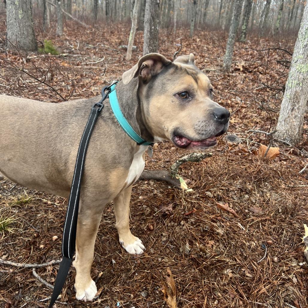 Sam, a Adoptable Mixed Breed in Hampton Bays, NY image 1/6