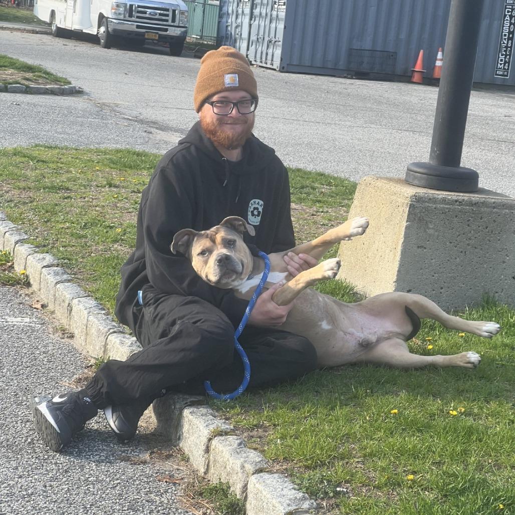 Sam, a Adoptable Mixed Breed in Hampton Bays, NY image 2/6