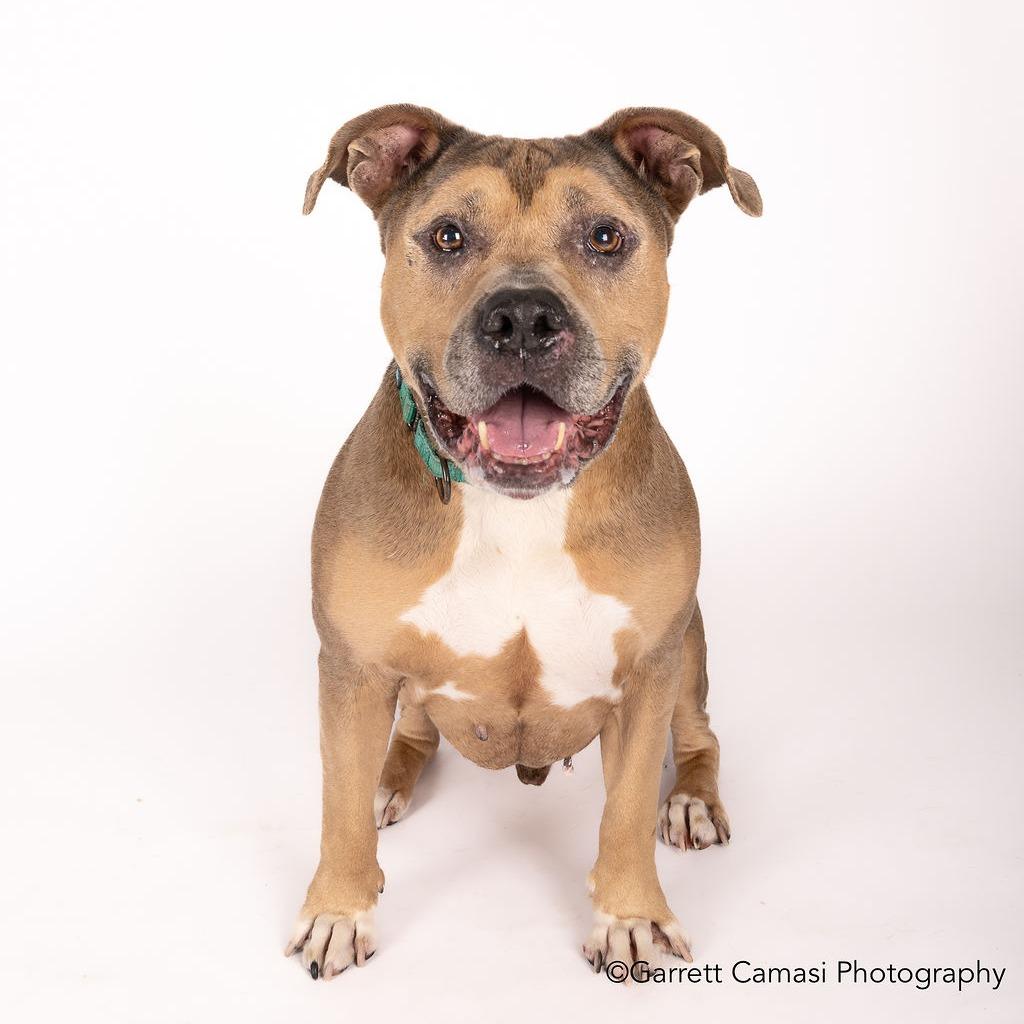 Sam, a Adoptable Mixed Breed in Hampton Bays, NY image 3/6