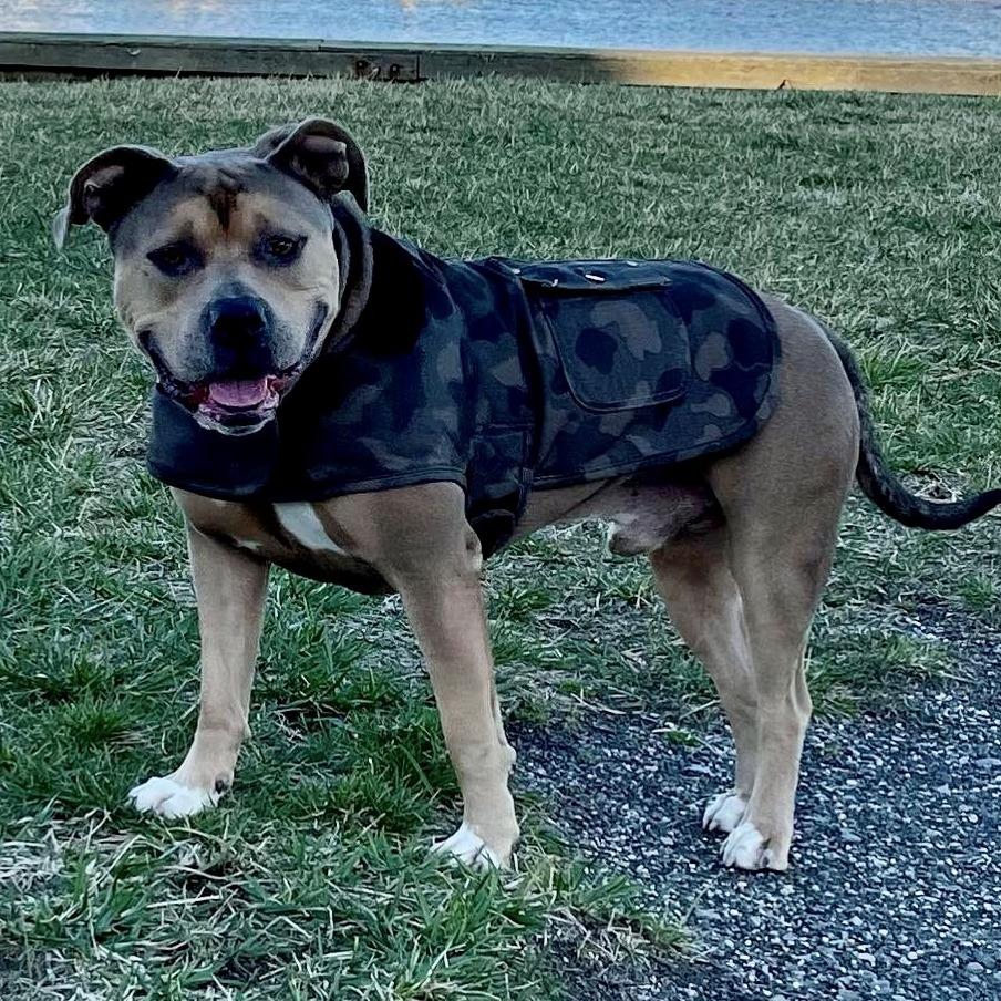 Sam, a Adoptable Mixed Breed in Hampton Bays, NY image 4/6