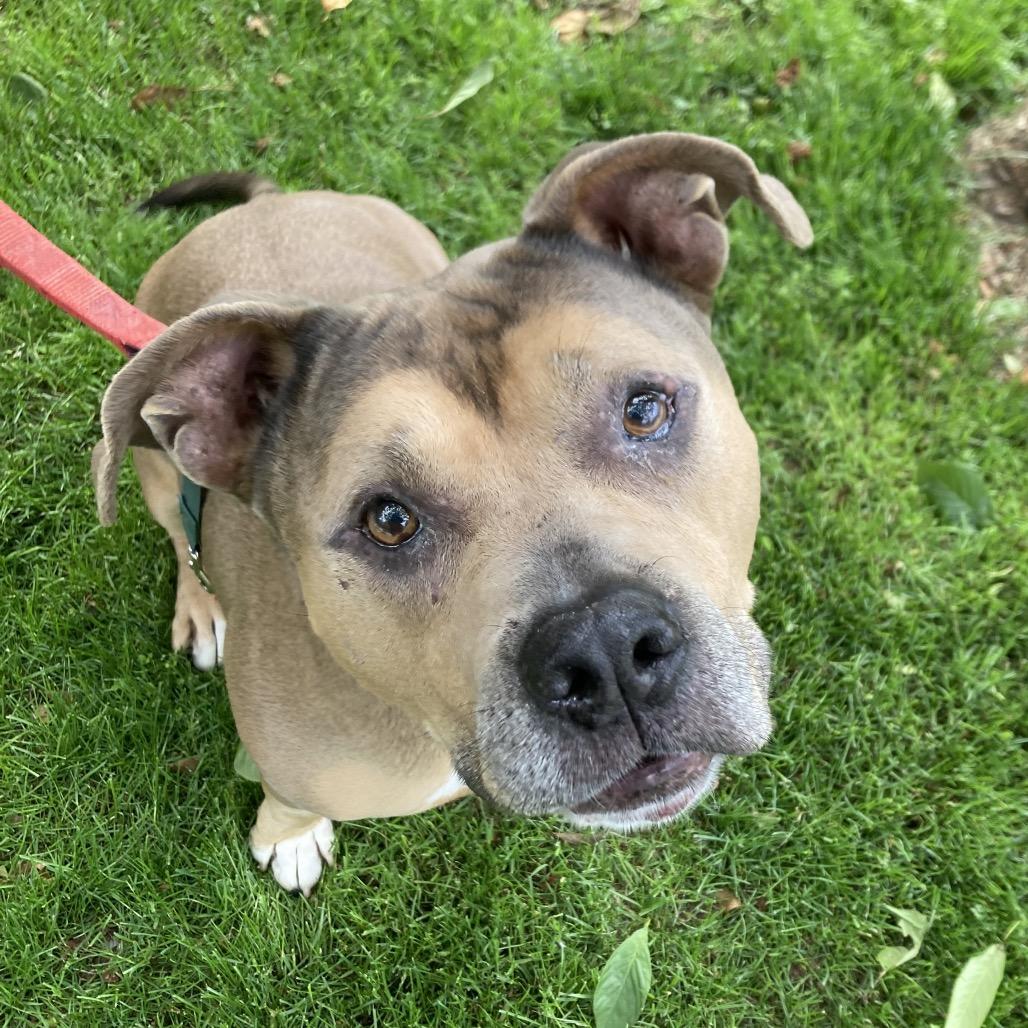 Sam, a Adoptable Mixed Breed in Hampton Bays, NY image 5/6