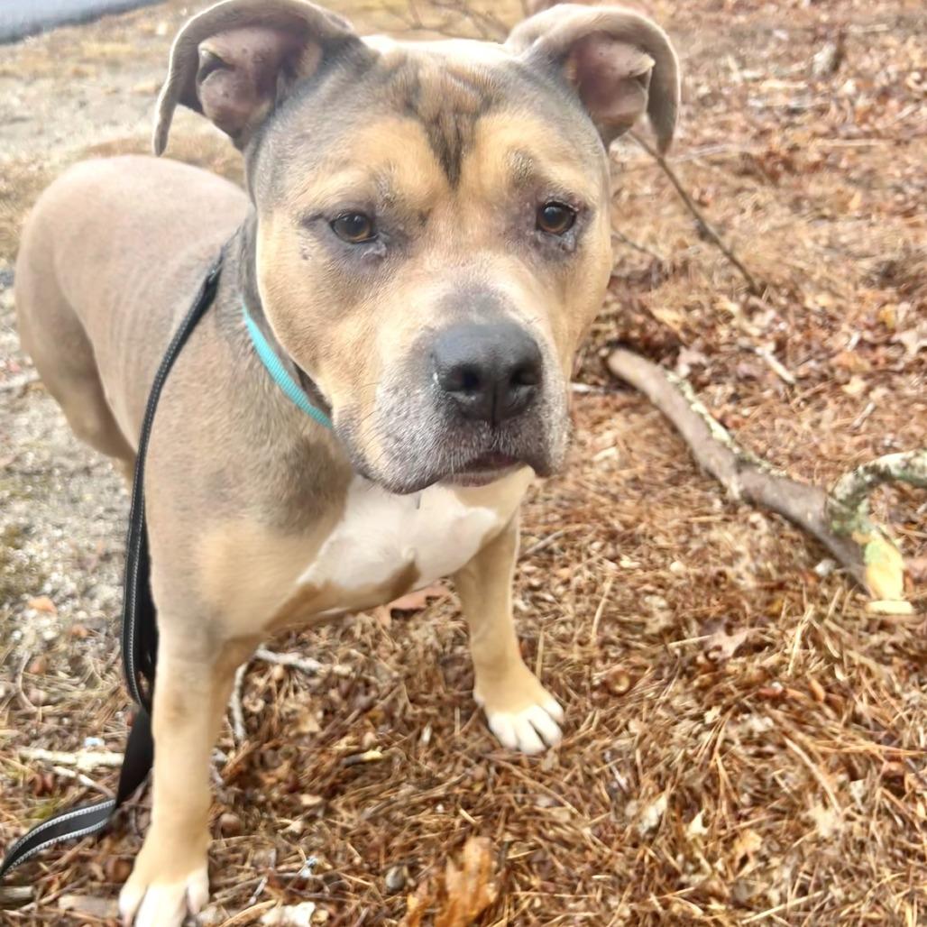 Sam, a Adoptable Mixed Breed in Hampton Bays, NY image 6/6