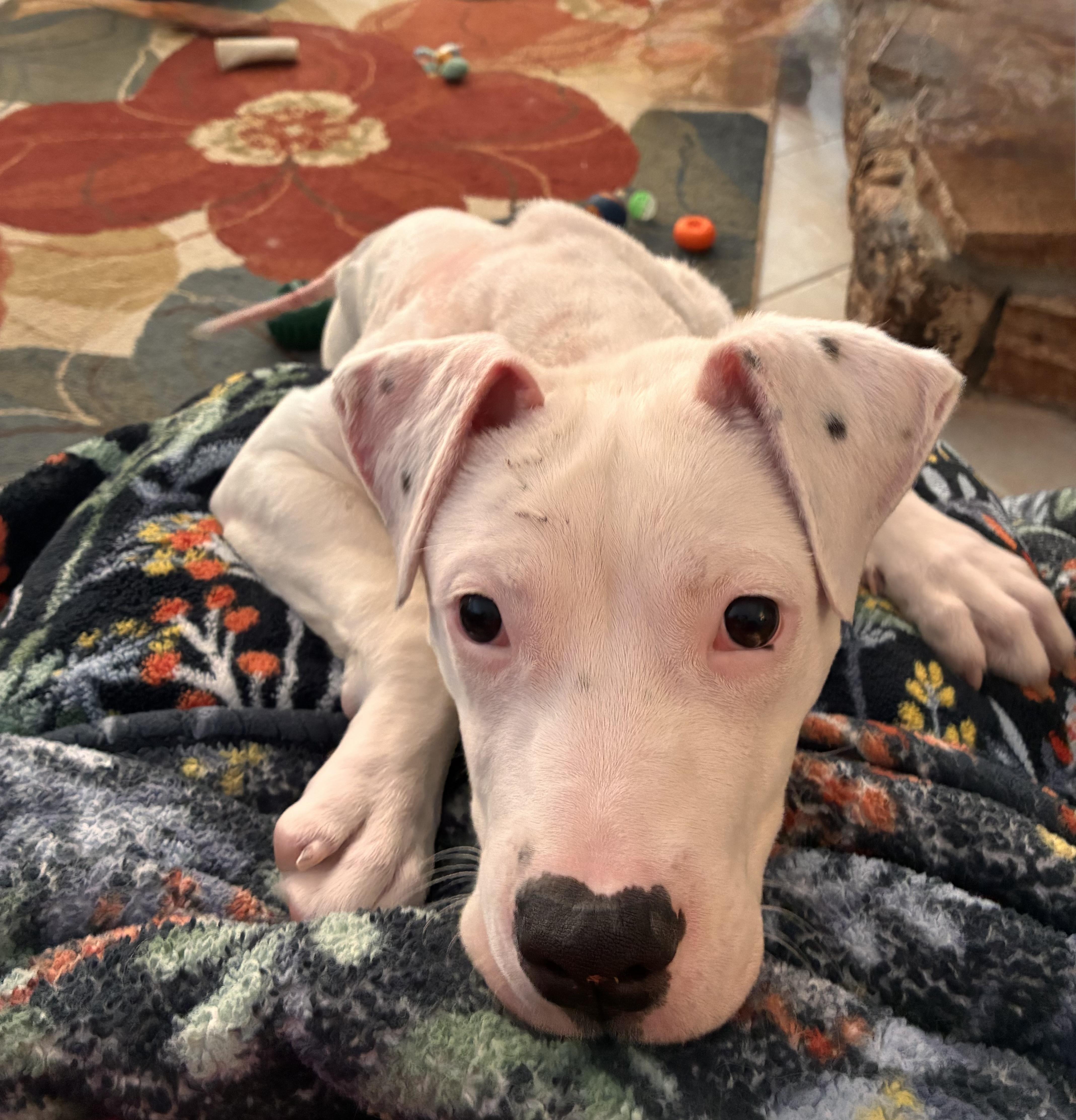 Enlarge Ophelia, a Adoptable mixed breed in Troy, MI image 3/6