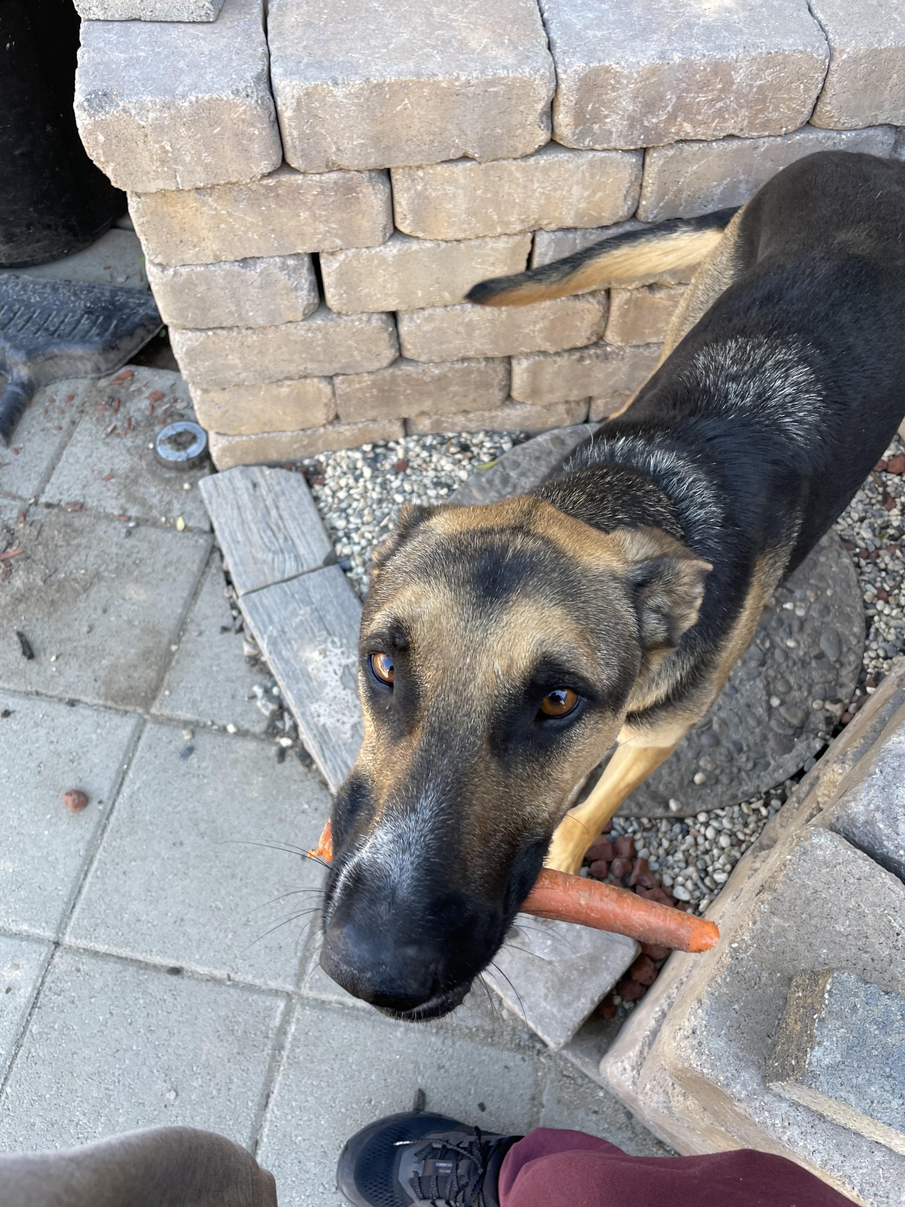 Bolt (VIP Adoption Perks Included), a Adoptable mixed breed in Tracy, CA image 1/5