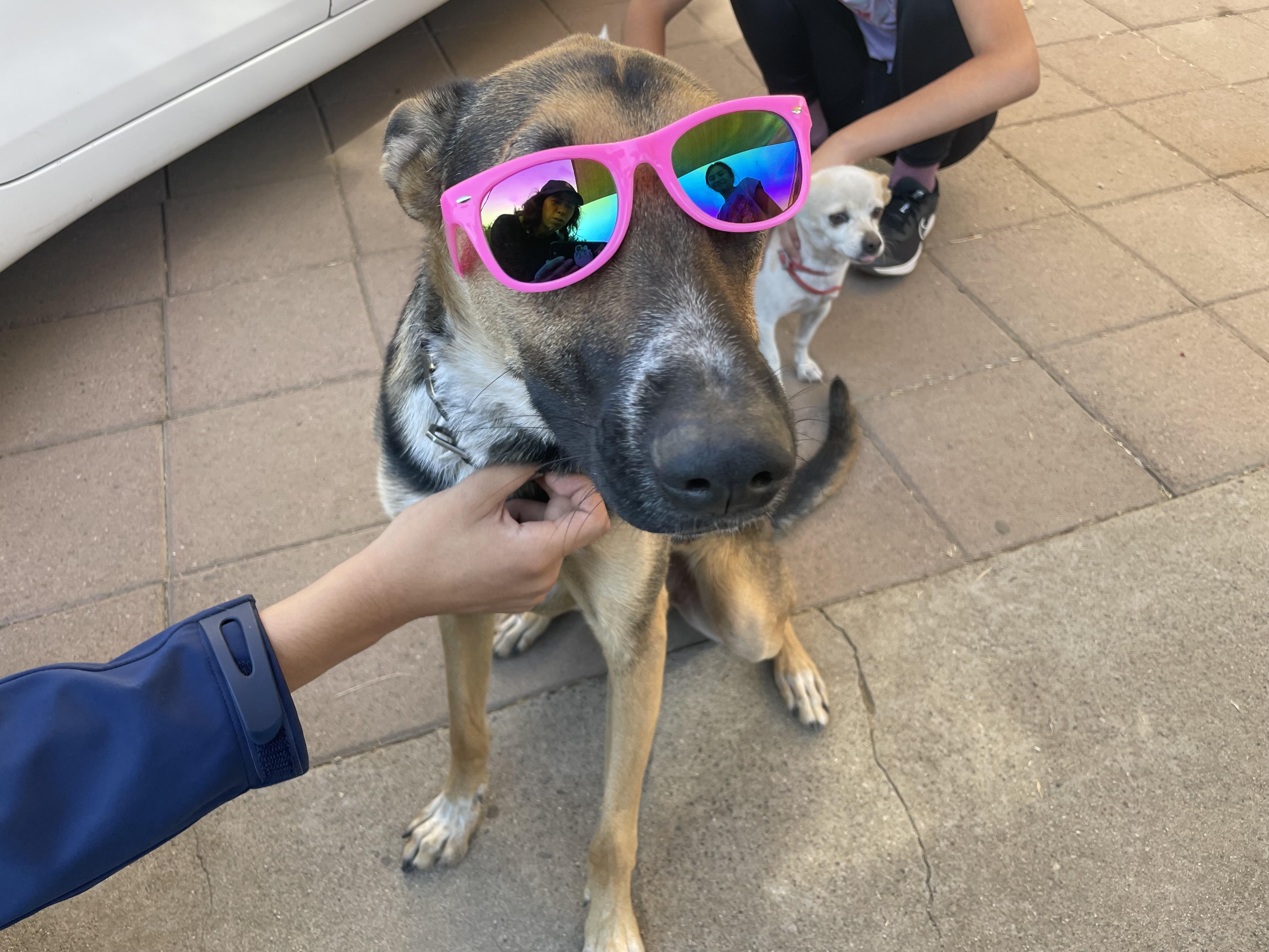 Bolt, Adoptable, Adult Male German Shepherd Dog.
