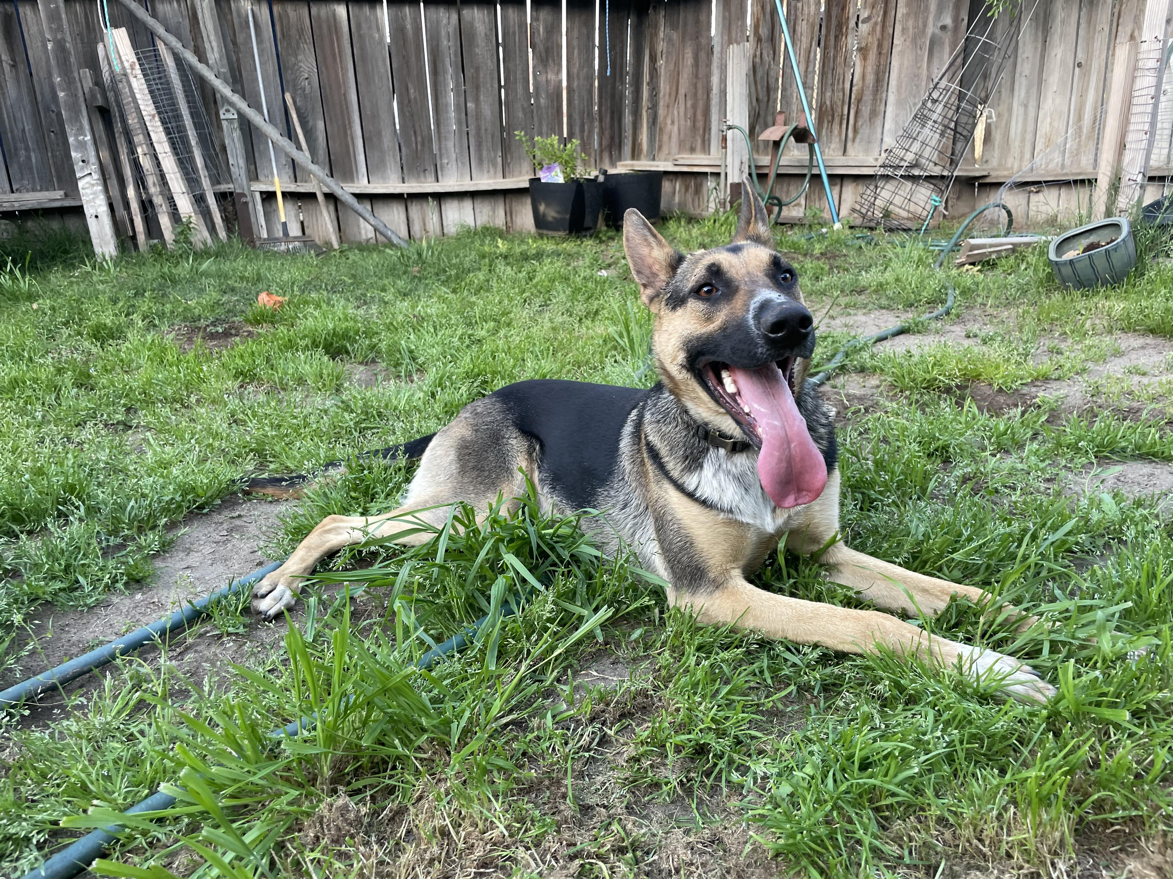 Bolt (VIP Adoption Perks Included), Adoptable, Adult Male German Shepherd Dog.