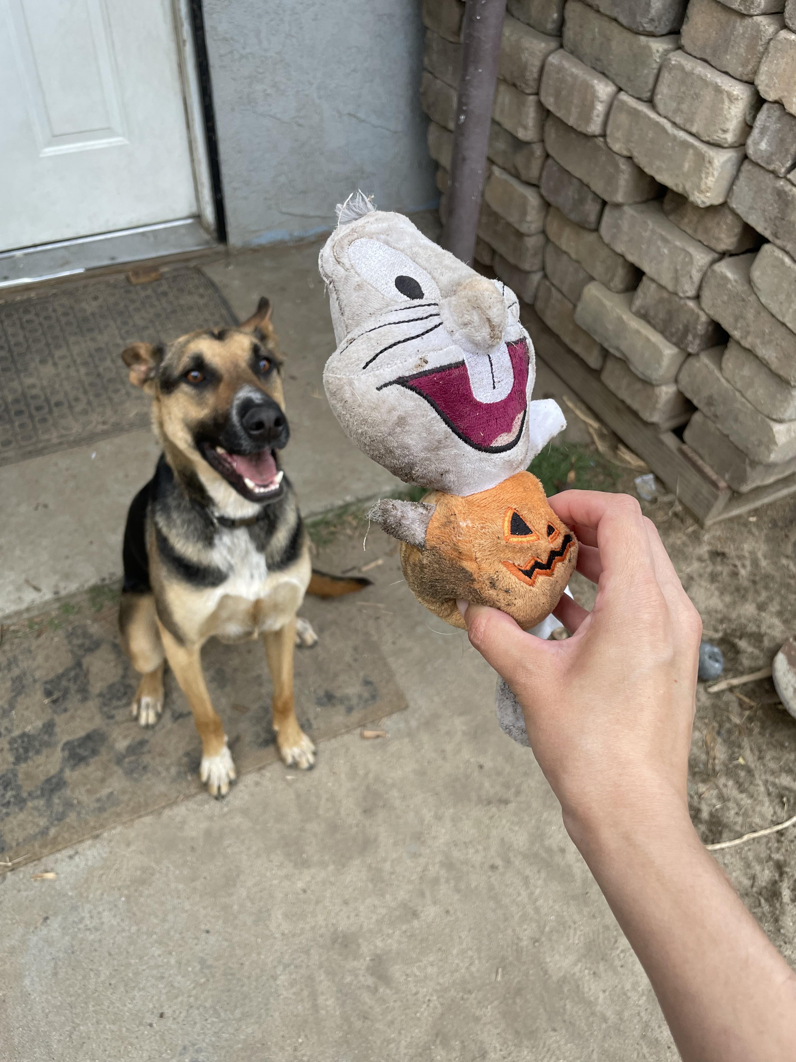 Enlarge Bolt, a Adoptable mixed breed in Tracy, CA image 4/6