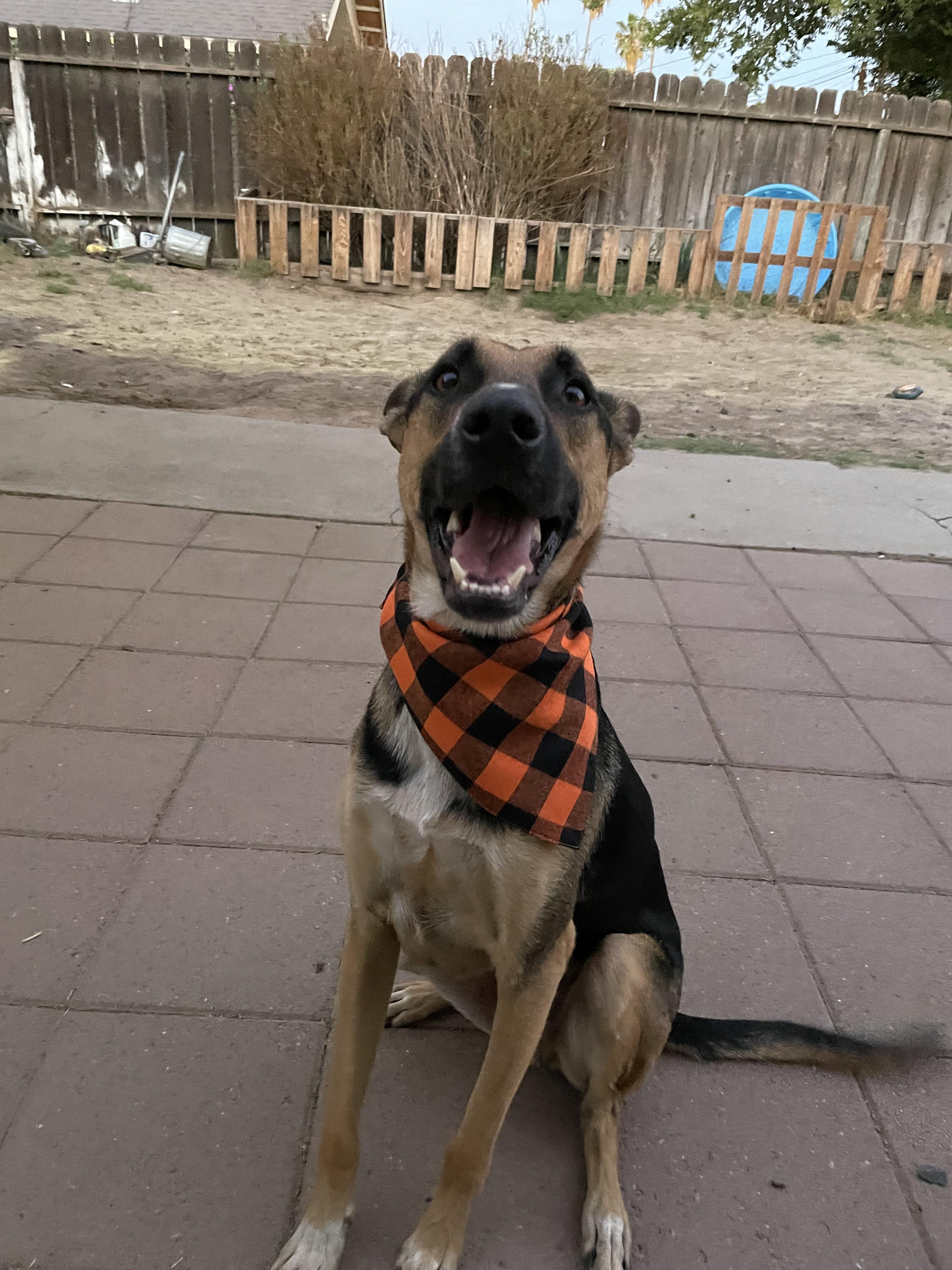 Enlarge Bolt, a Adoptable mixed breed in Tracy, CA image 5/6