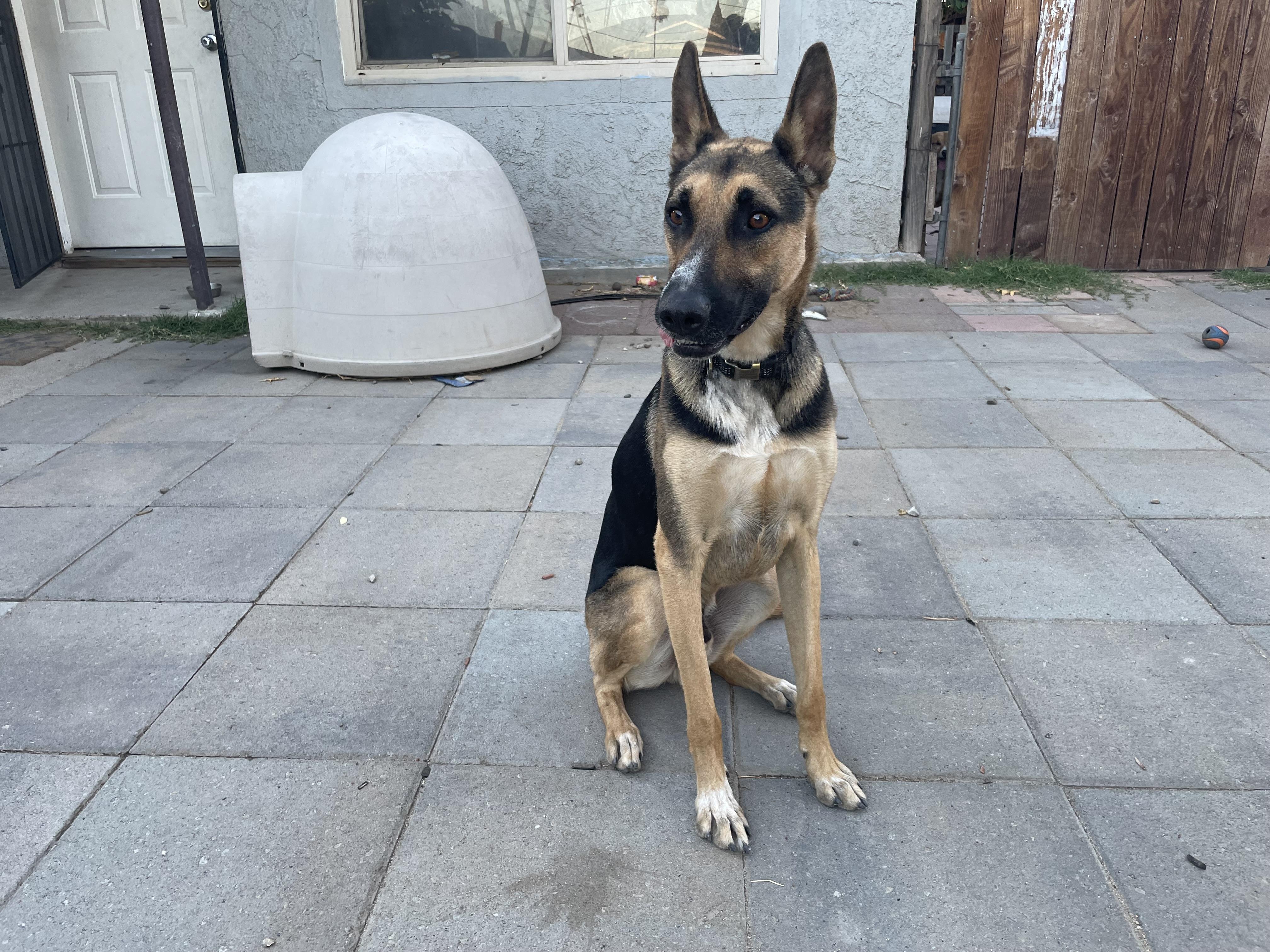 Bolt (VIP Adoption Perks Included), a Adoptable mixed breed in Tracy, CA image 6/6